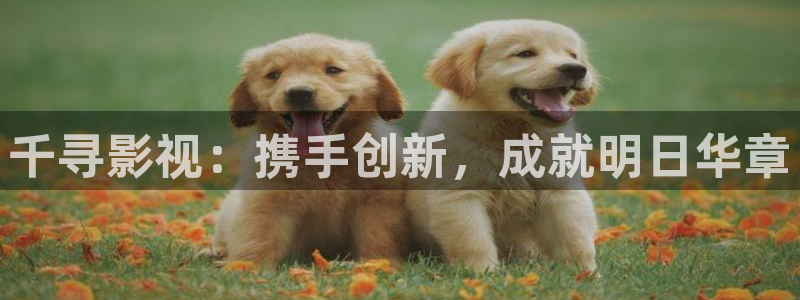 欧美成人精品视频在线观看不卡：千寻影视：携手创新，成就明日华章