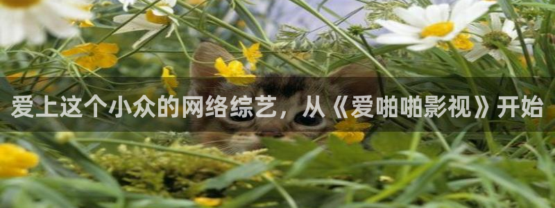 日韩不卡高清在线观看：爱上这个小众的网络综艺，从《爱啪啪影视》开始