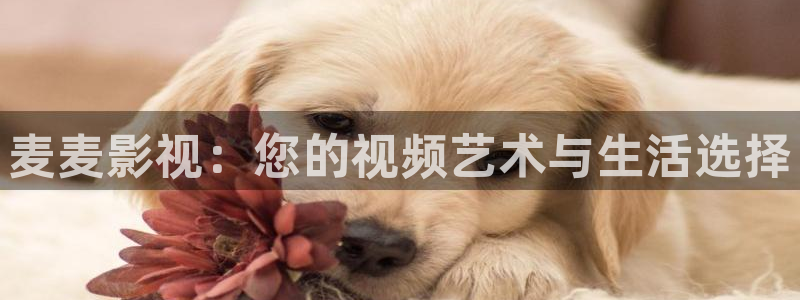 不卡国产电影：麦麦影视：您的视频艺术与生活选择